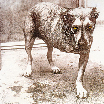 Foto de Alice In Chains